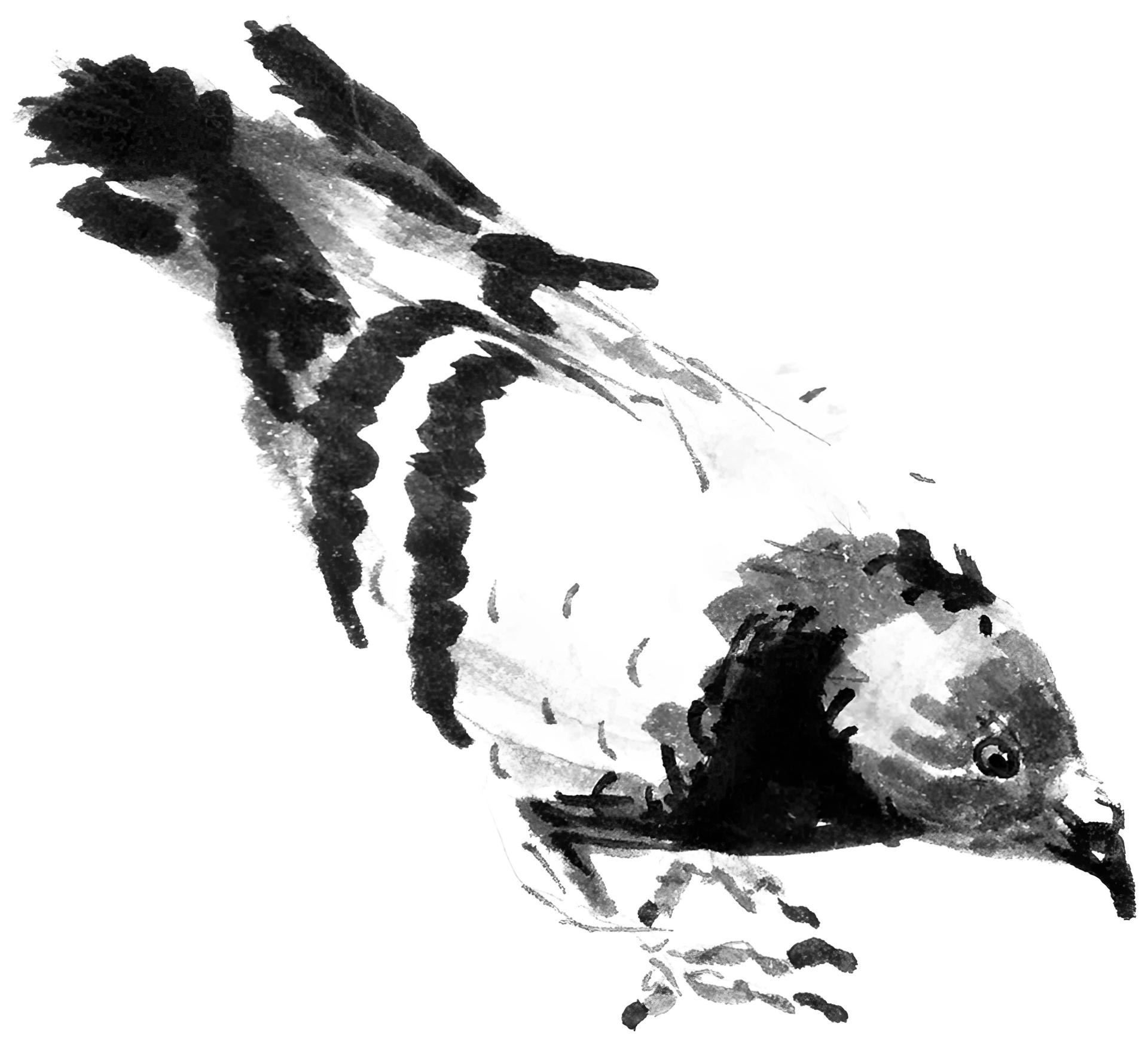 Columba Palumbus, Living amongst Us