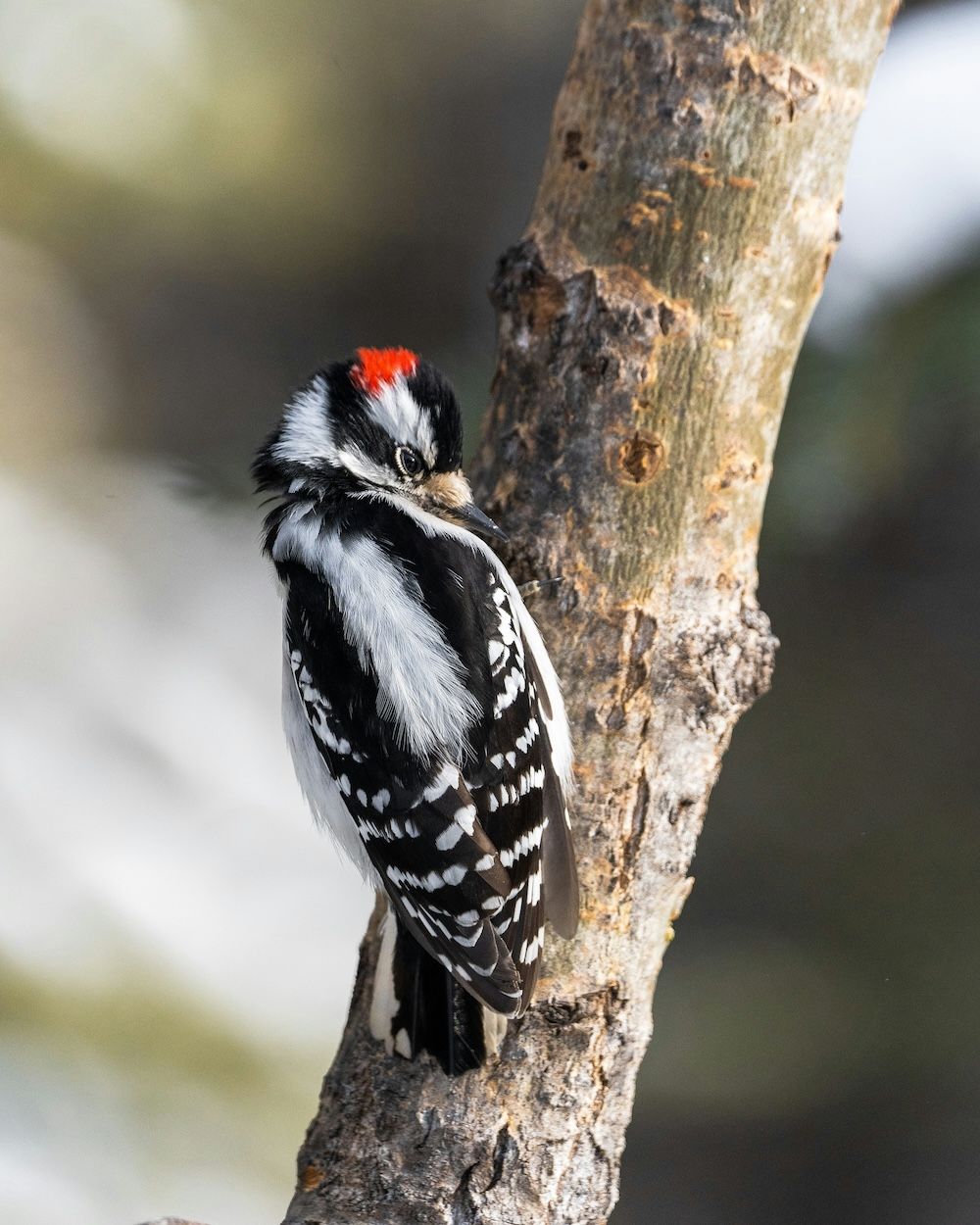 How to bird in Ontario