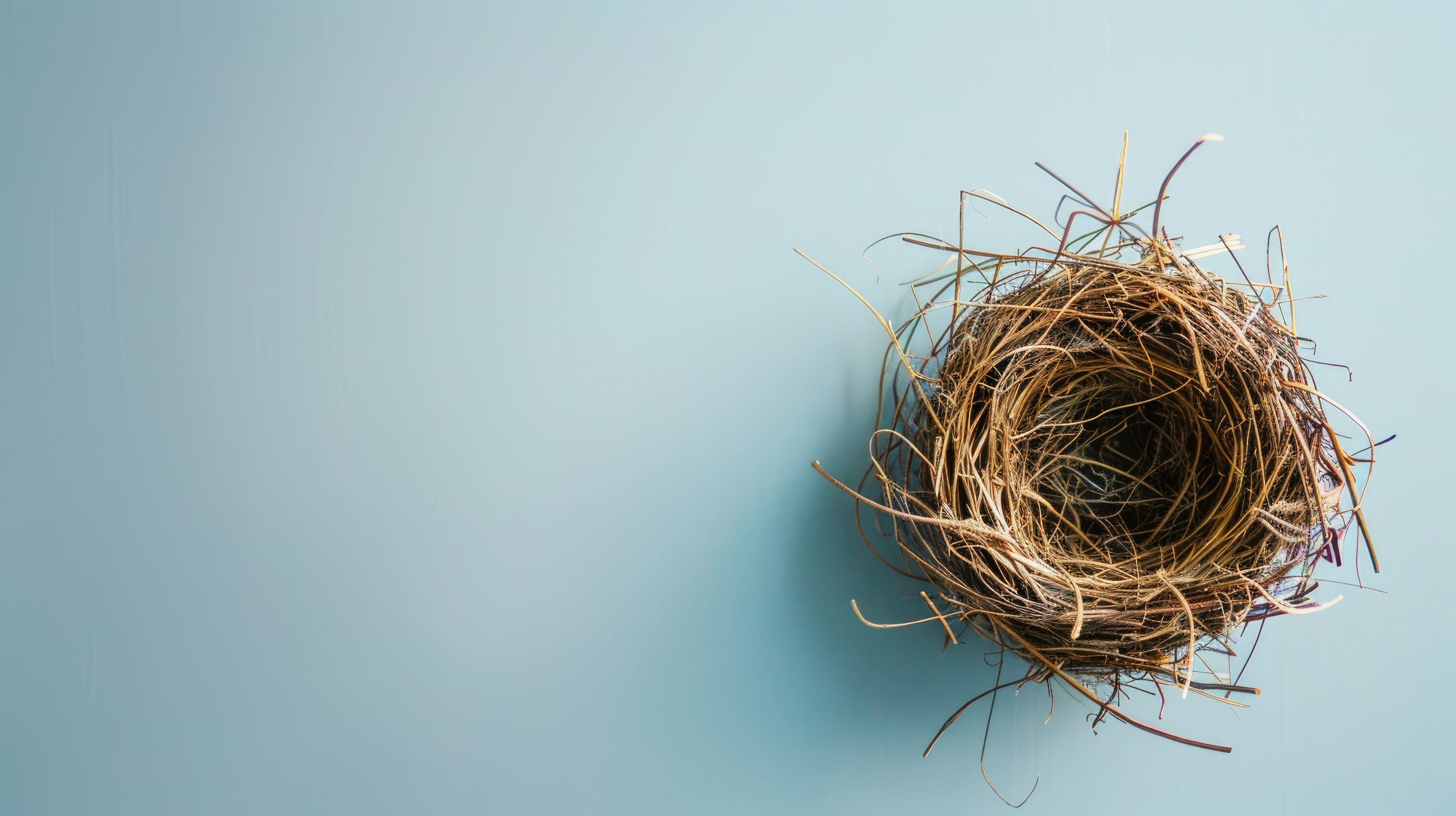 Üres madárfészek gallyakkal halványkék háttéren - üres fészek