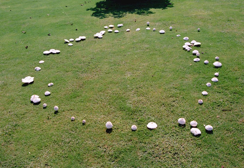 A naturally occuring “fairy ring” of mushrooms