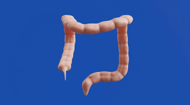 human instestines - GLP-1 Constipation
