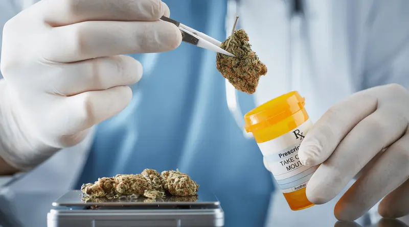 Doctor handling medical cannabis with tweezers - Titrating Medication Examples