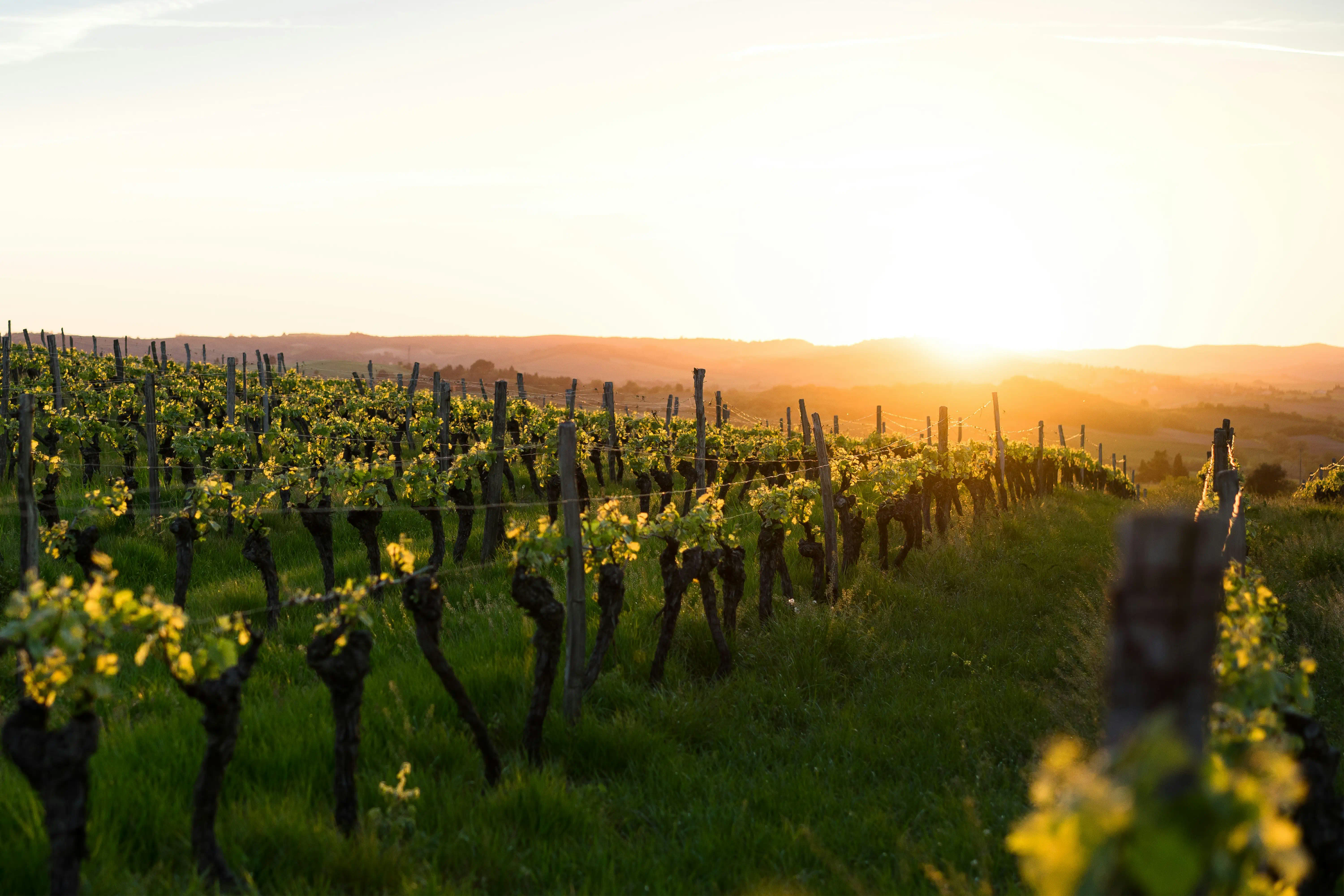 Vineyards and rolling hills at sunset