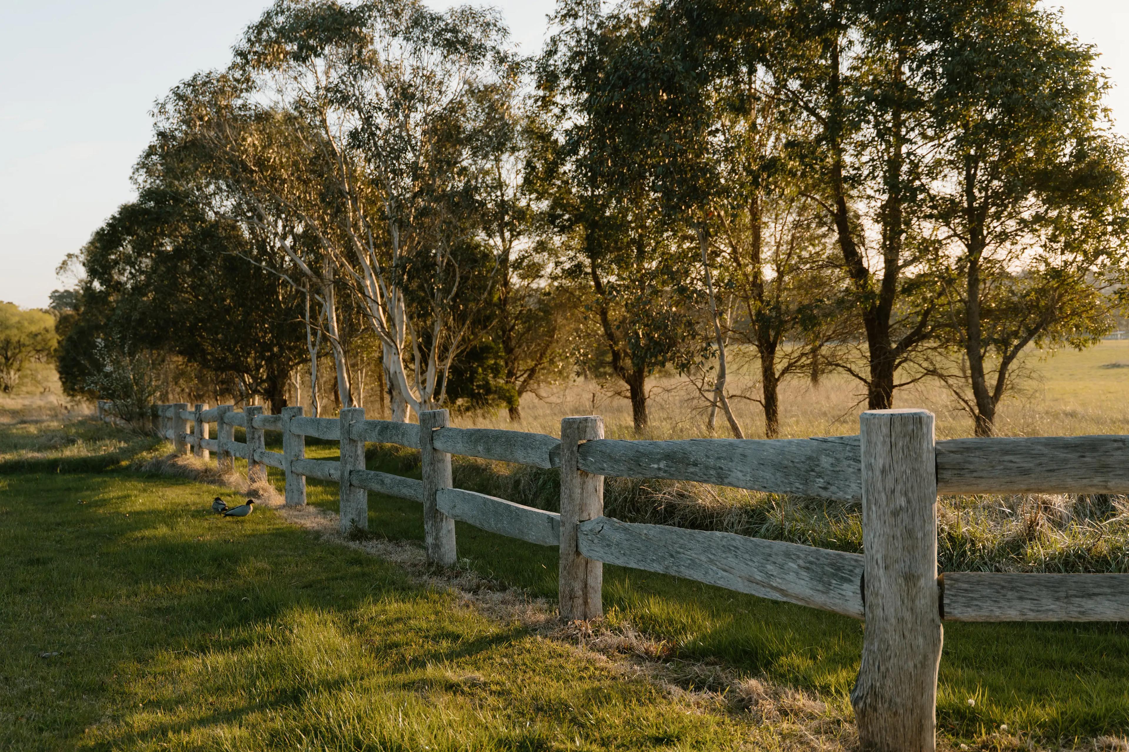 And old timber fence, two ducks and gum trees along a grass lawn in the afternoon sun.