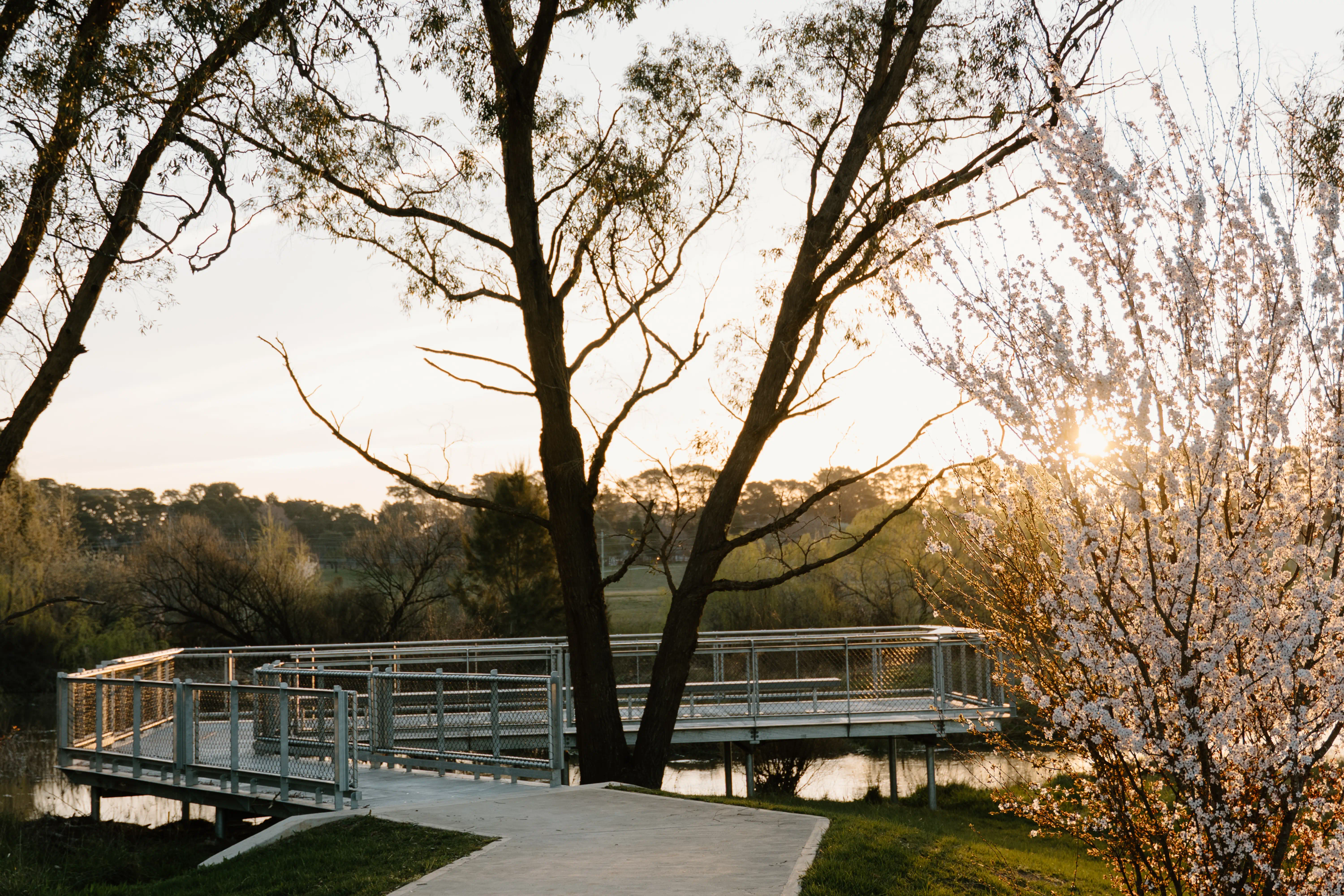 The lookout at Cecil Hoskins reserve overlooking a lake with blossom trees and gum trees in the afternoon sunlight