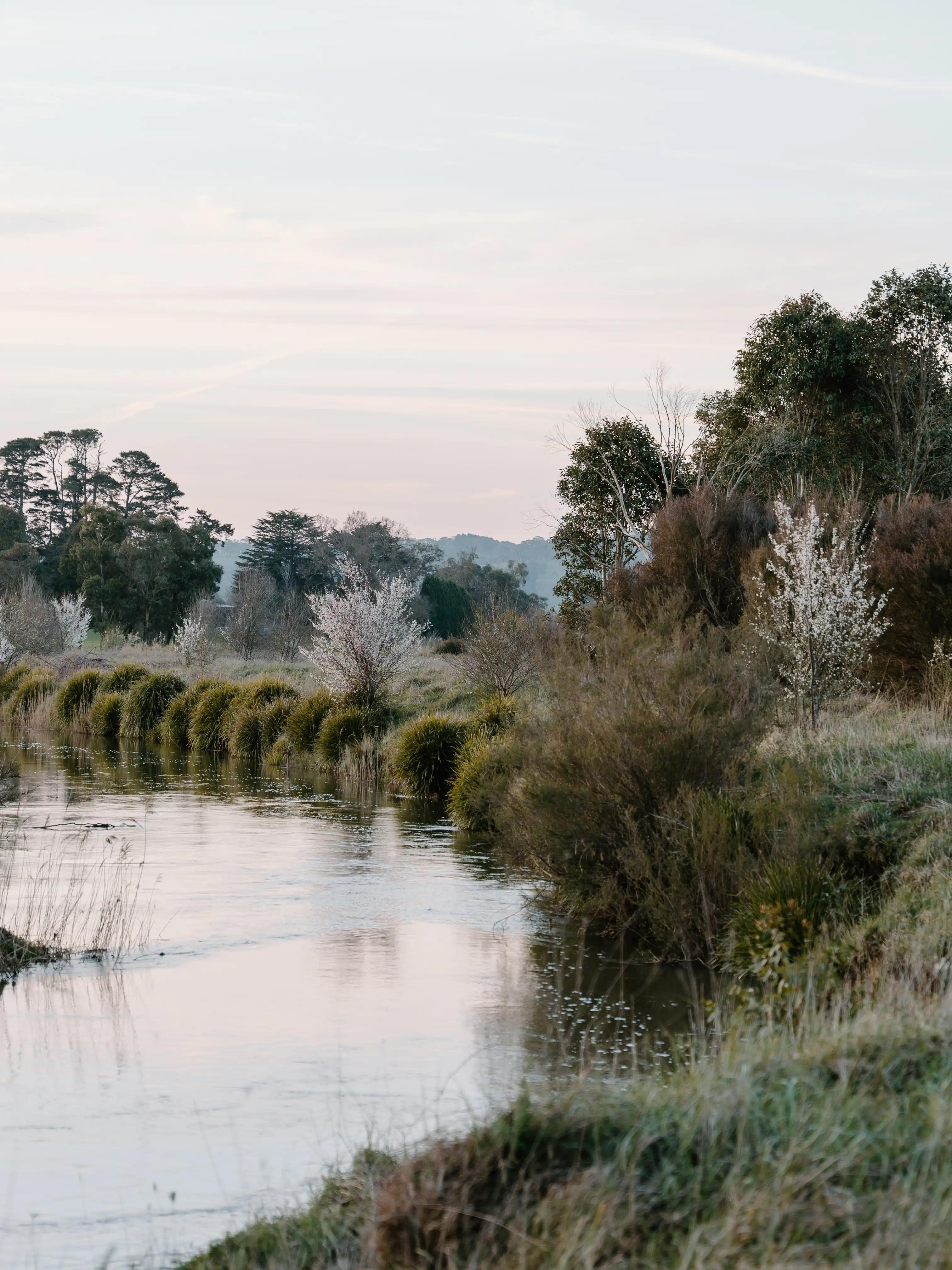 Beautiful landscape at dawn, blossom trees, a river, long grass and gum trees in the distance lining the horizon.