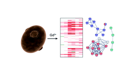 Toxicity mechanisms of gadolinium uncovered