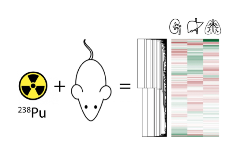 Plutonium targets immune response, lipid homeostasis, other cellular processes
