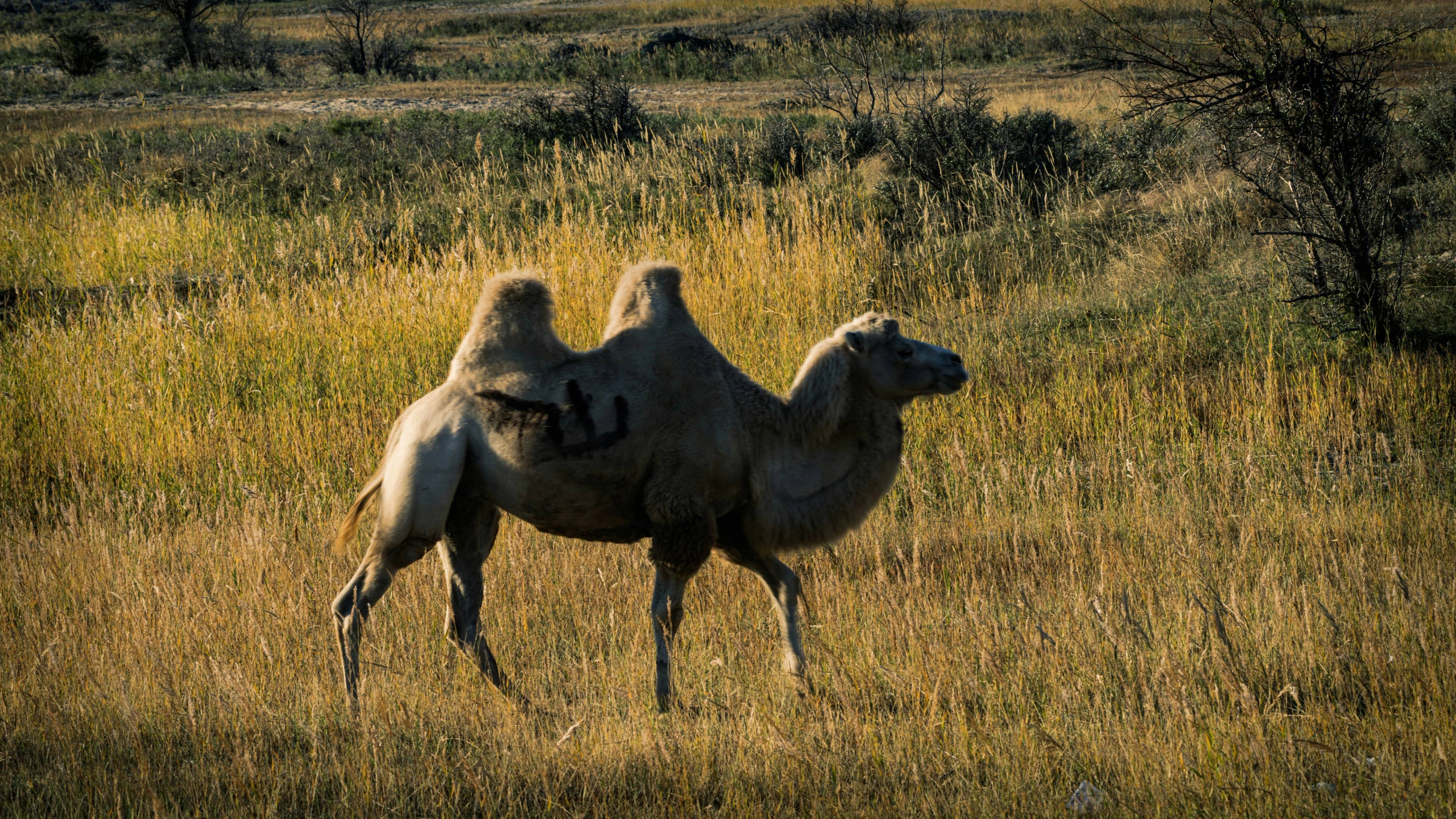 Turkmenistan kamila