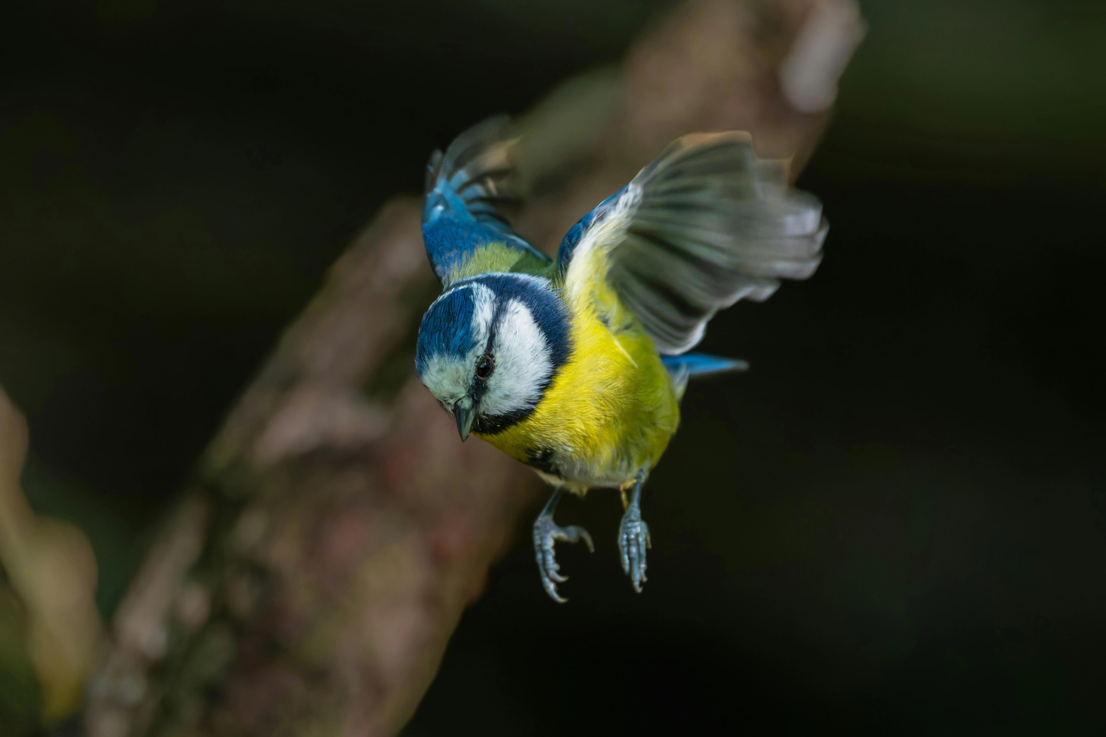 Srbija pojednostavila e-vize za putnike iz Ujedinjenih Arapskih Emirata