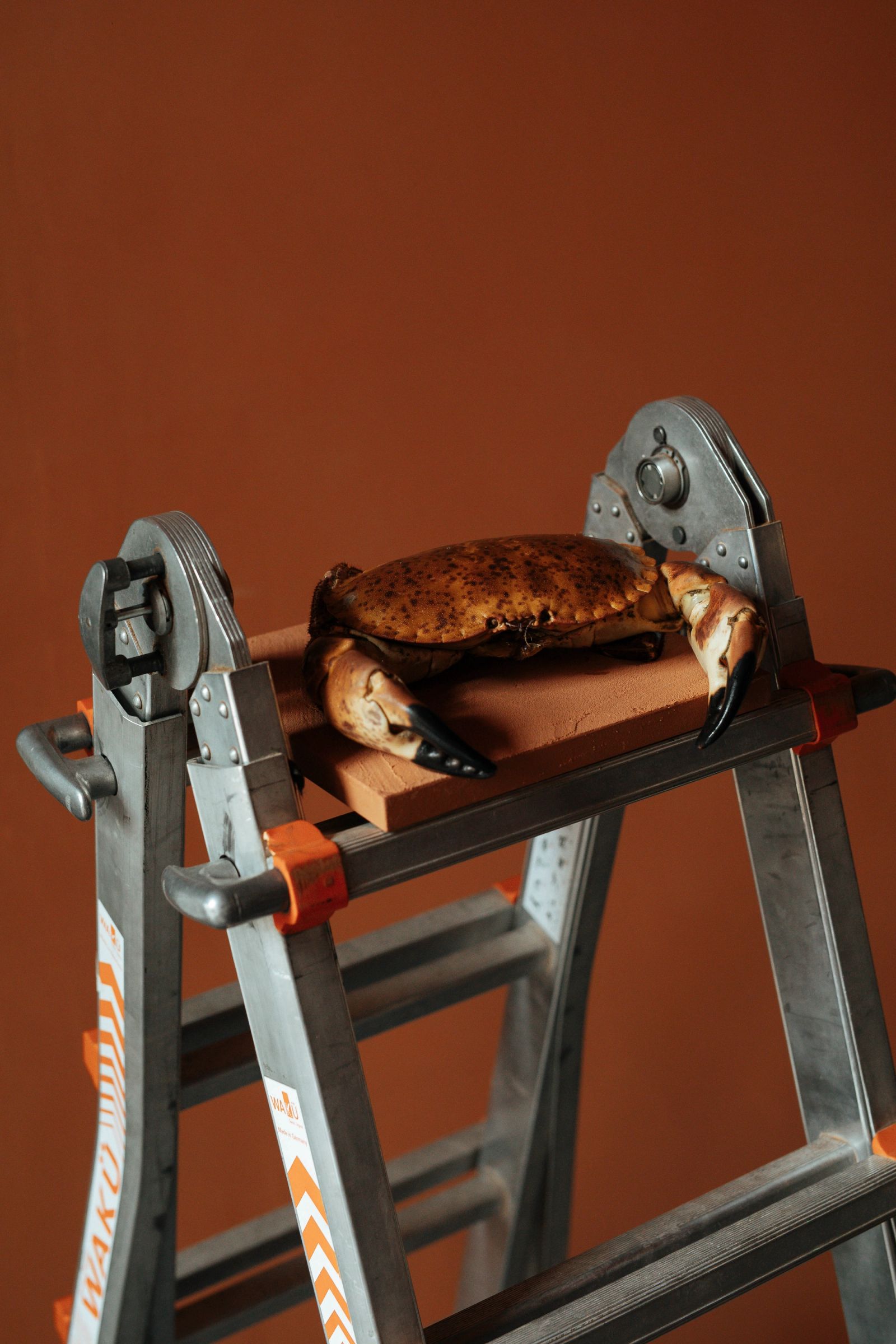 Een krab op een ladder