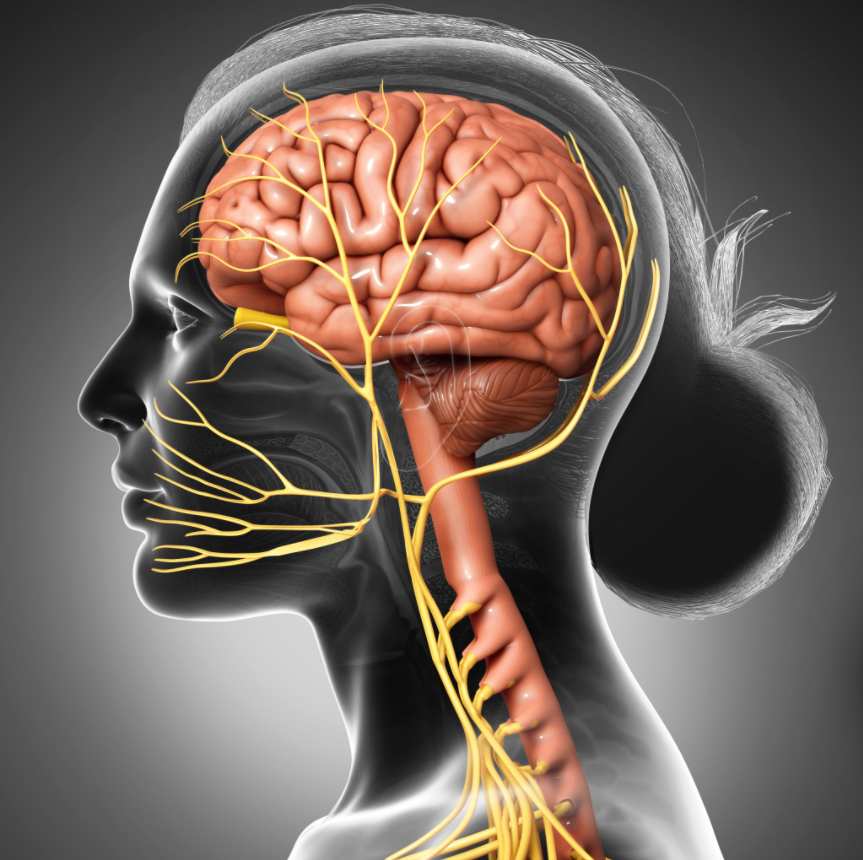 İnsan beyninden çıkan 12 çift kranial sinir, baş ve boyun bölgesinde duyu, motor ve otonom işlevleri üstlenir. Bu yazıda, her bir kranial sinirin görevleri, anatomik seyri ve olası lezyonlarında ortaya çıkan klinik belirtiler detaylı şekilde ele alınmaktadır.