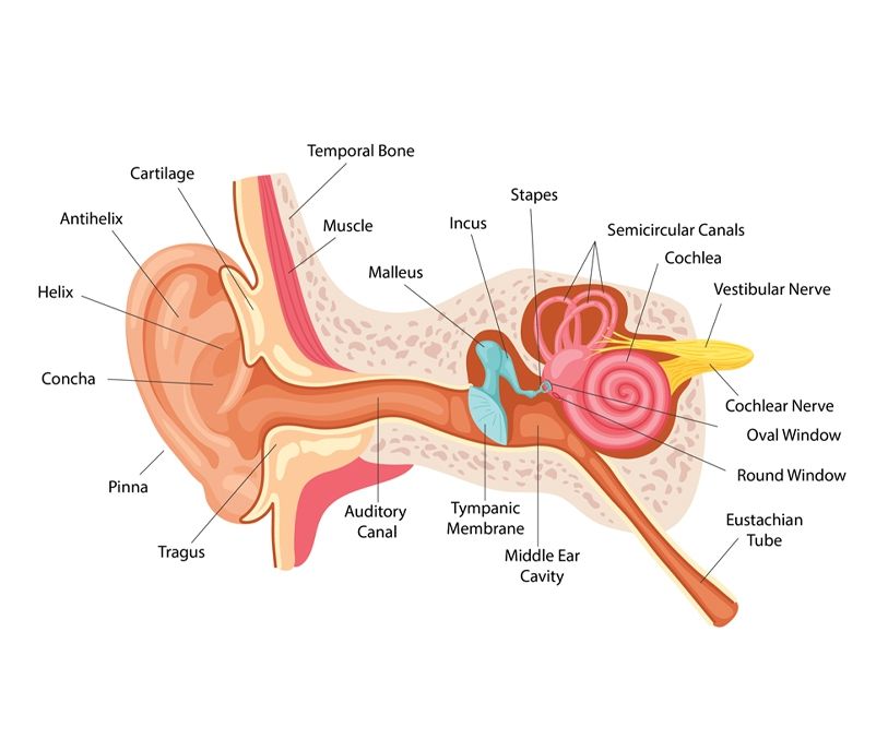 Otoskleroz nedir? Otoskleroz belirtileri nedir? Otosklerozda hangi tip timpanogram görülür? Otoskleroz belirtileri nelerdir? Otoskleroz tedavi yöntemleri nedir?