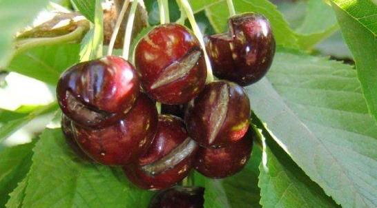Cracked Cherries