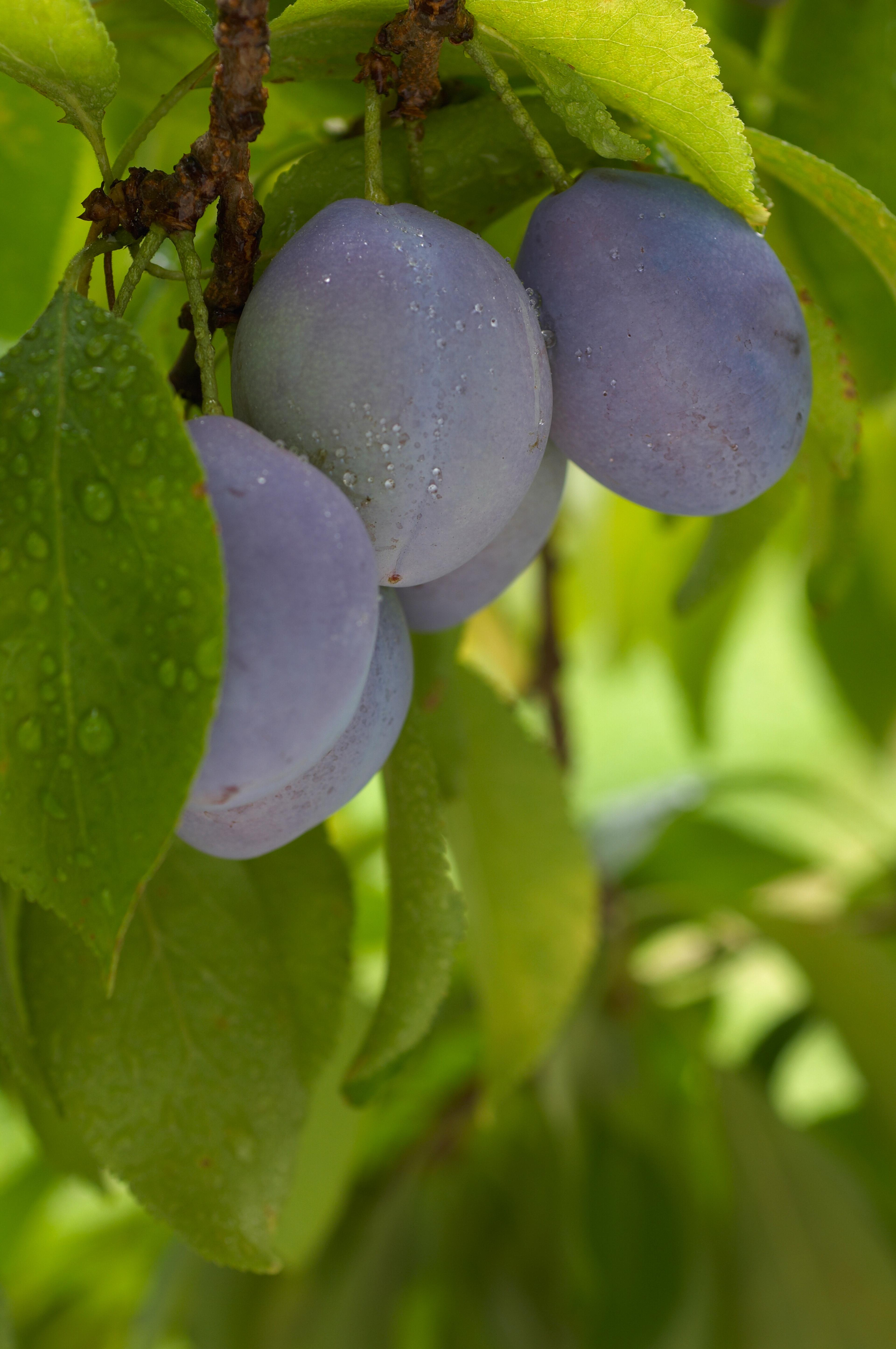 Prune Plums on the tree
