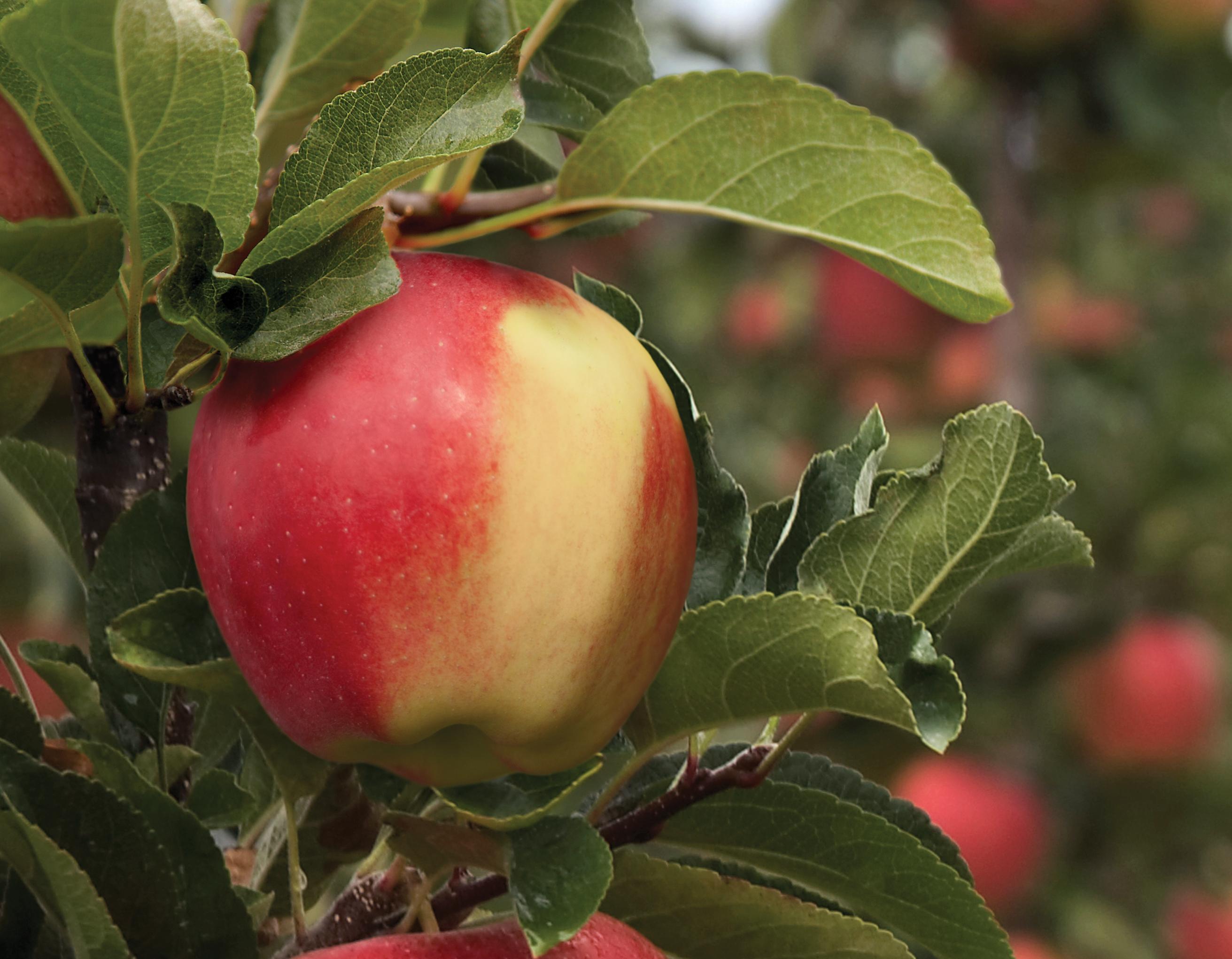 Ambrosia on the tree