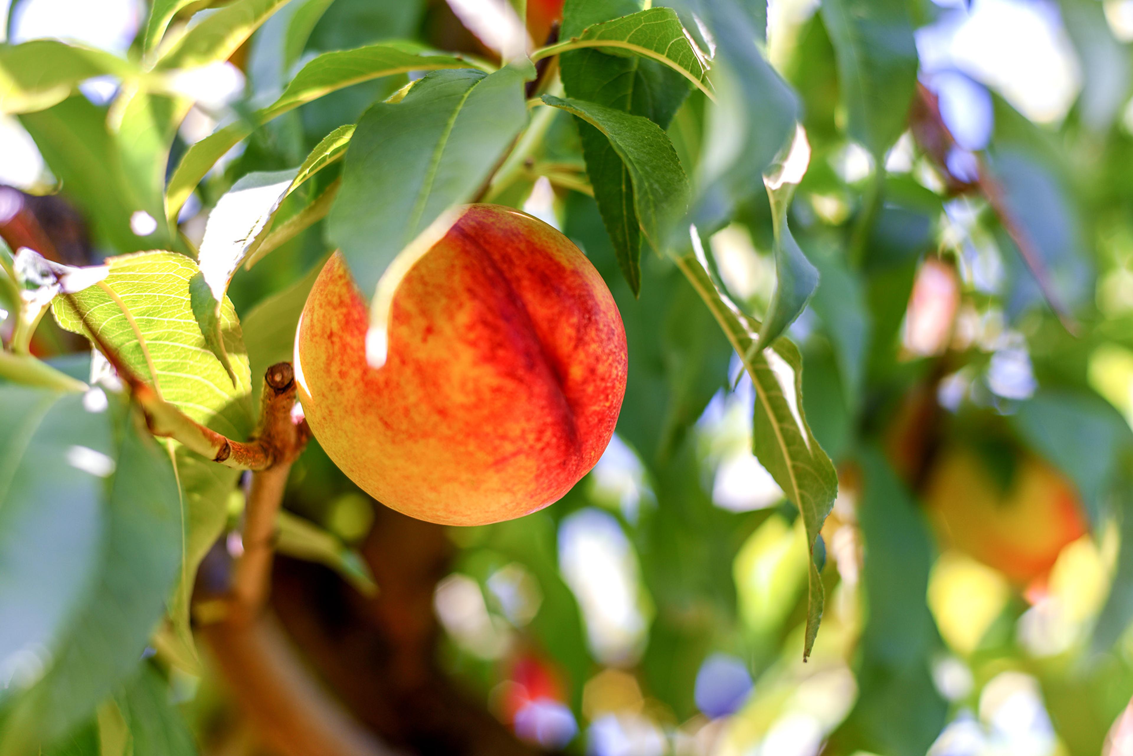Nectarines on the tree