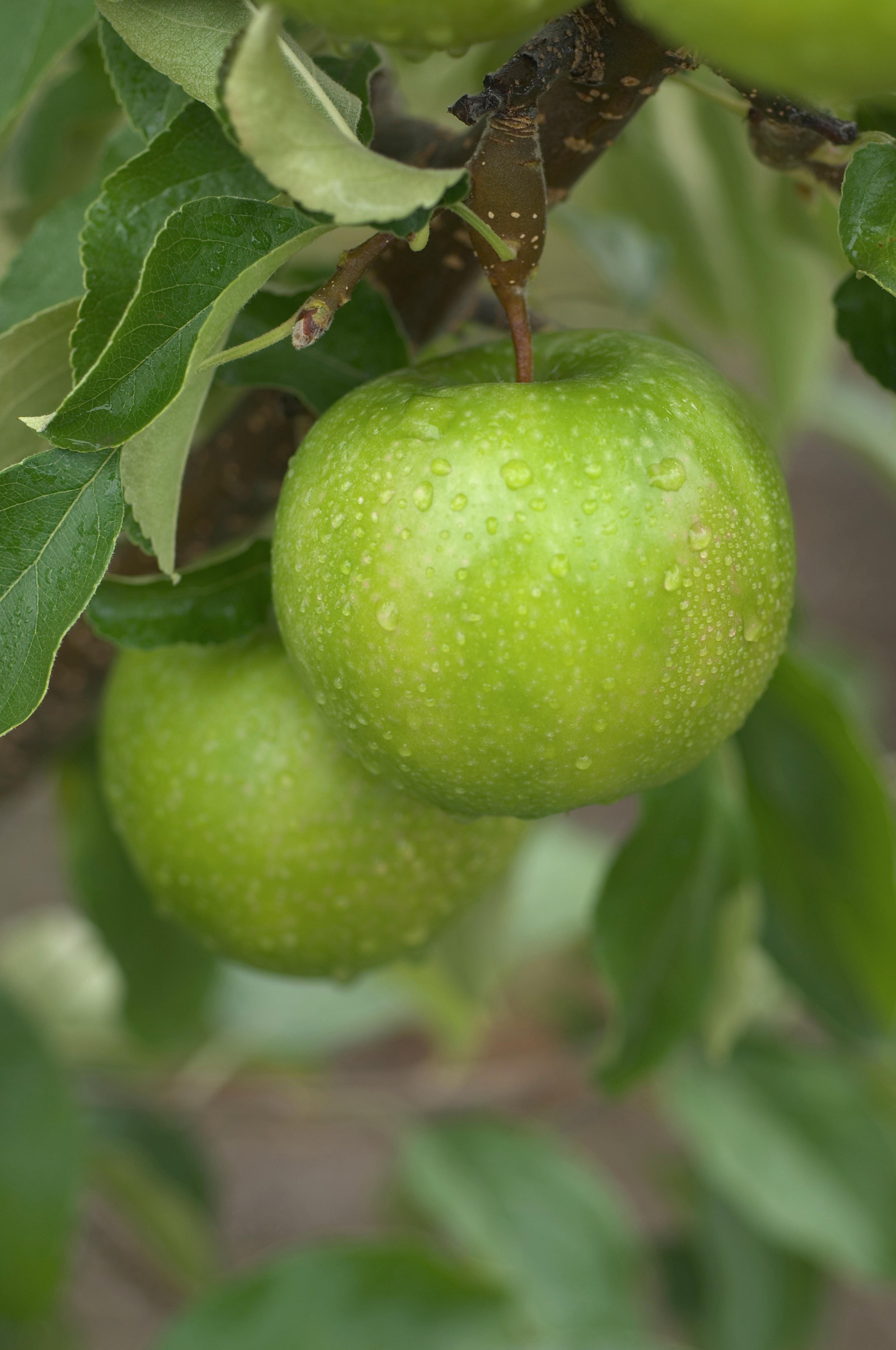 Granny Smith on the tree