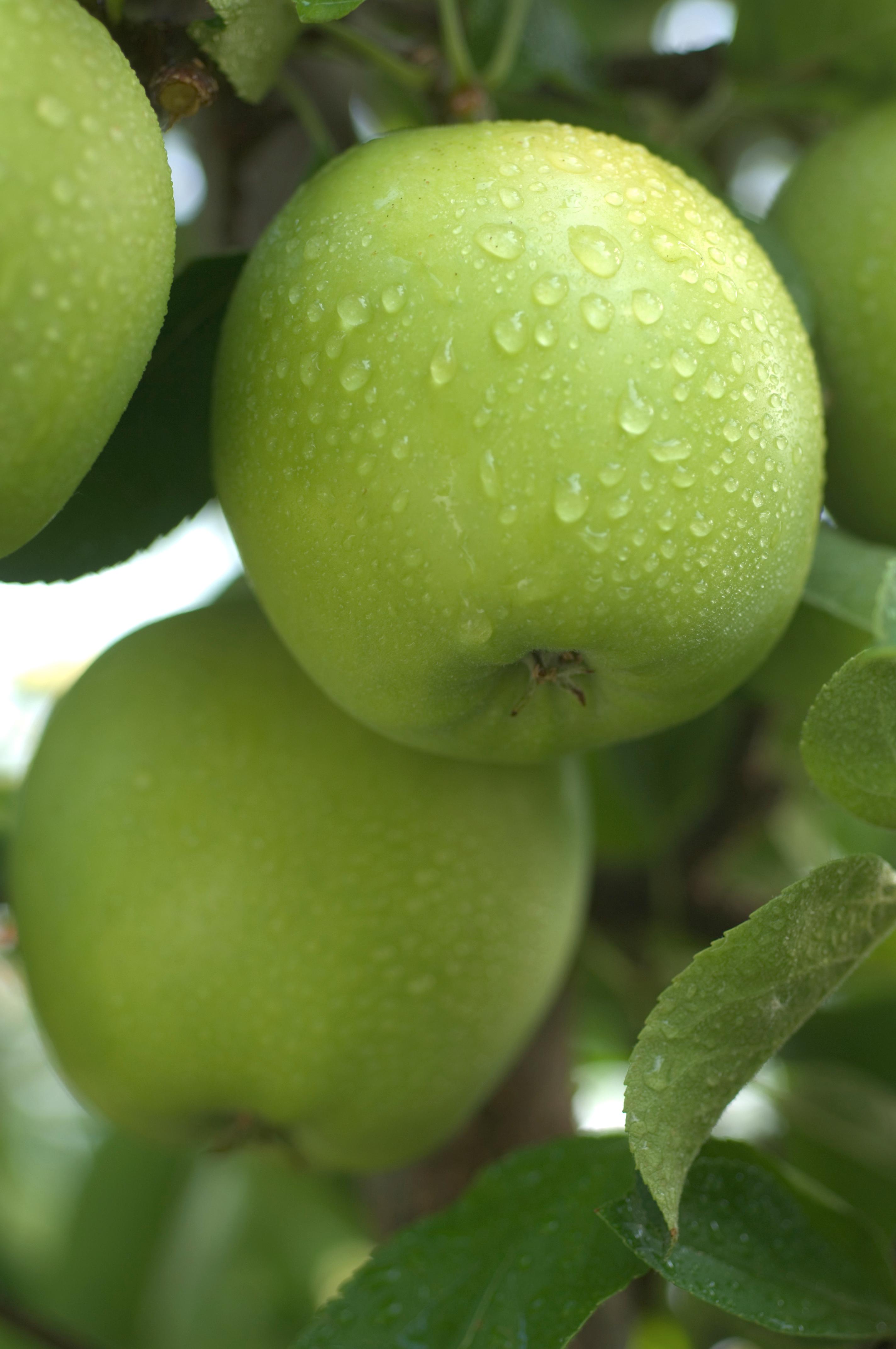 Golden Delicious on the tree