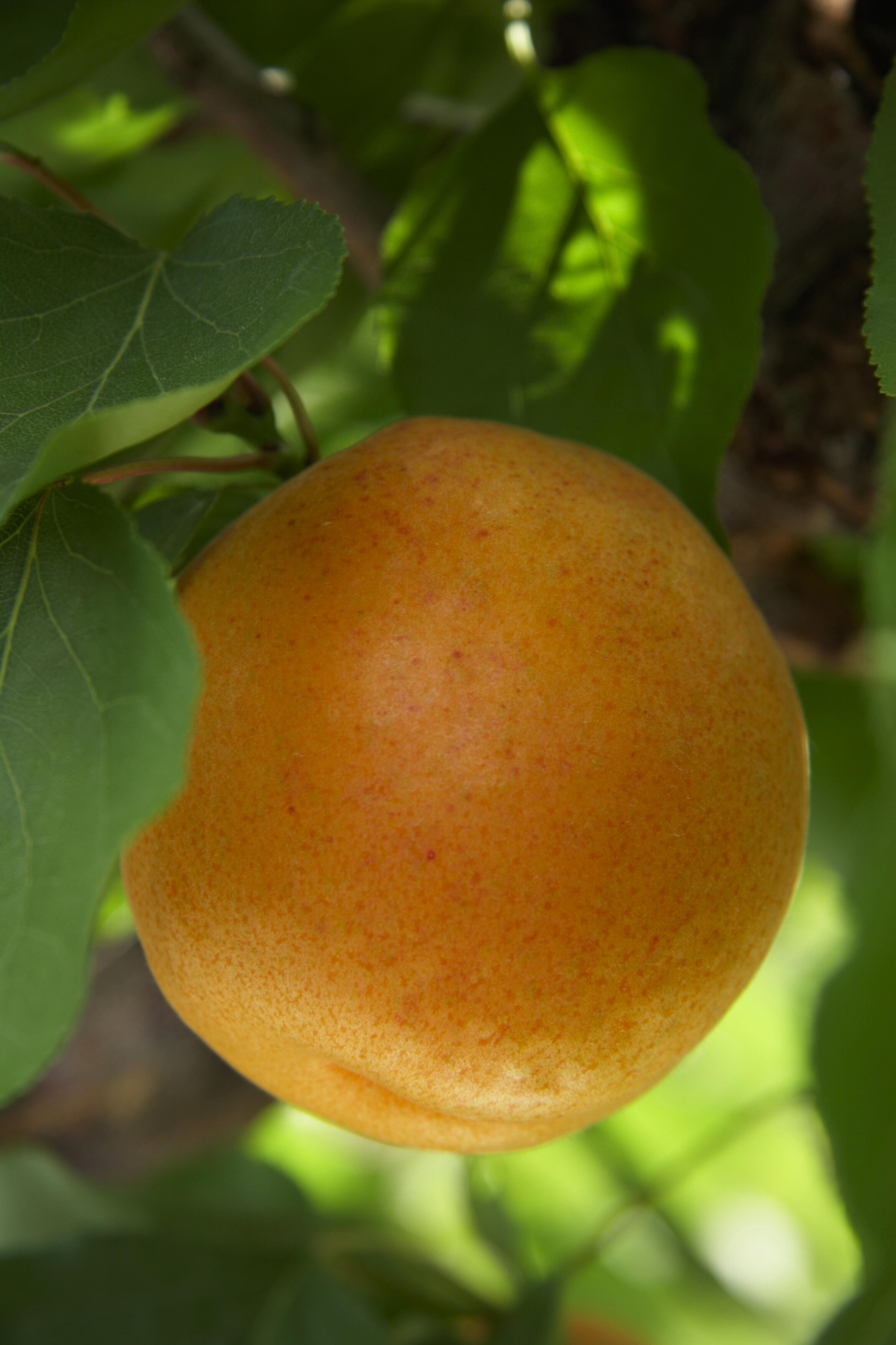Apricots on the tree