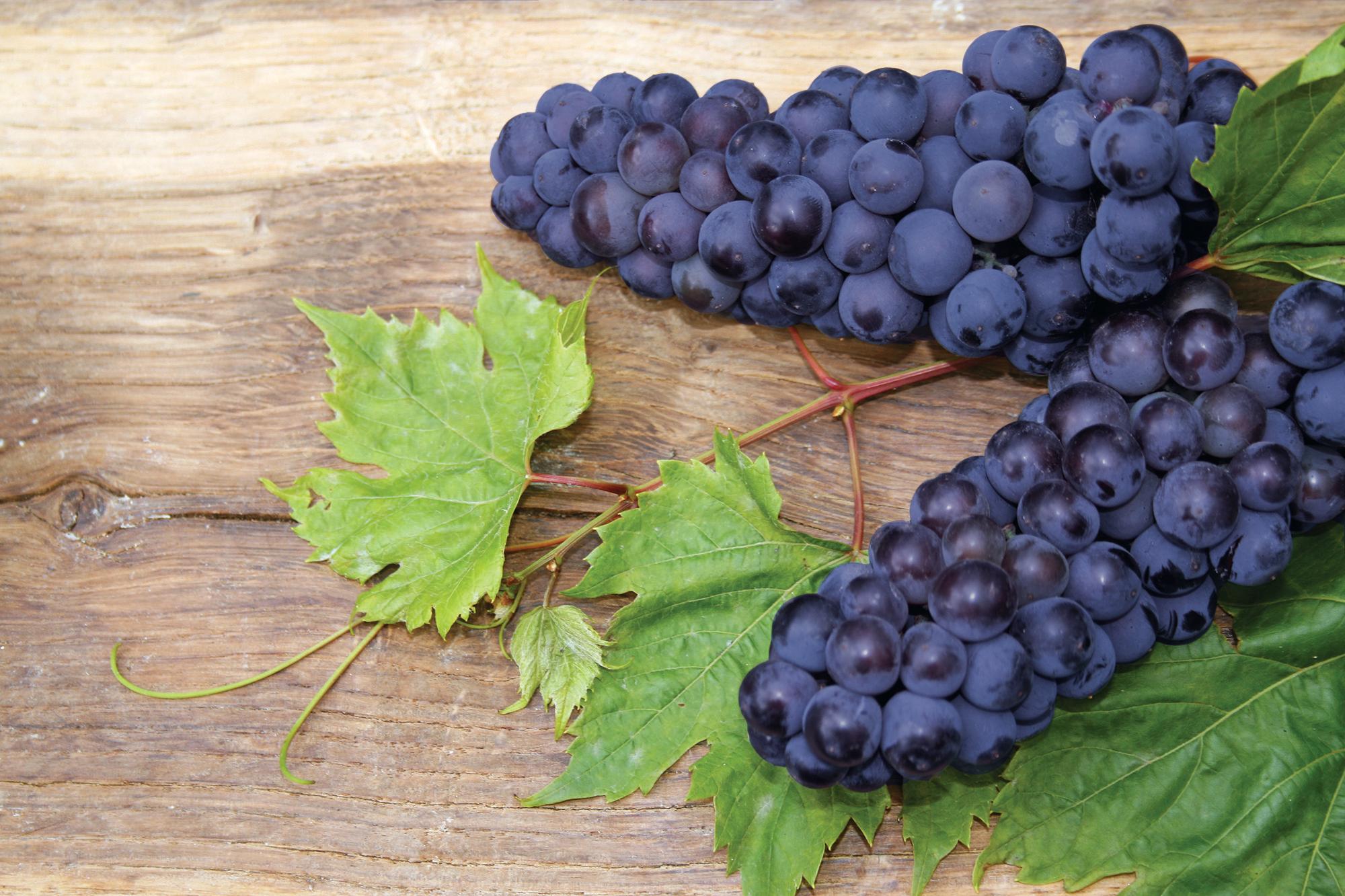 Grapes on the tree