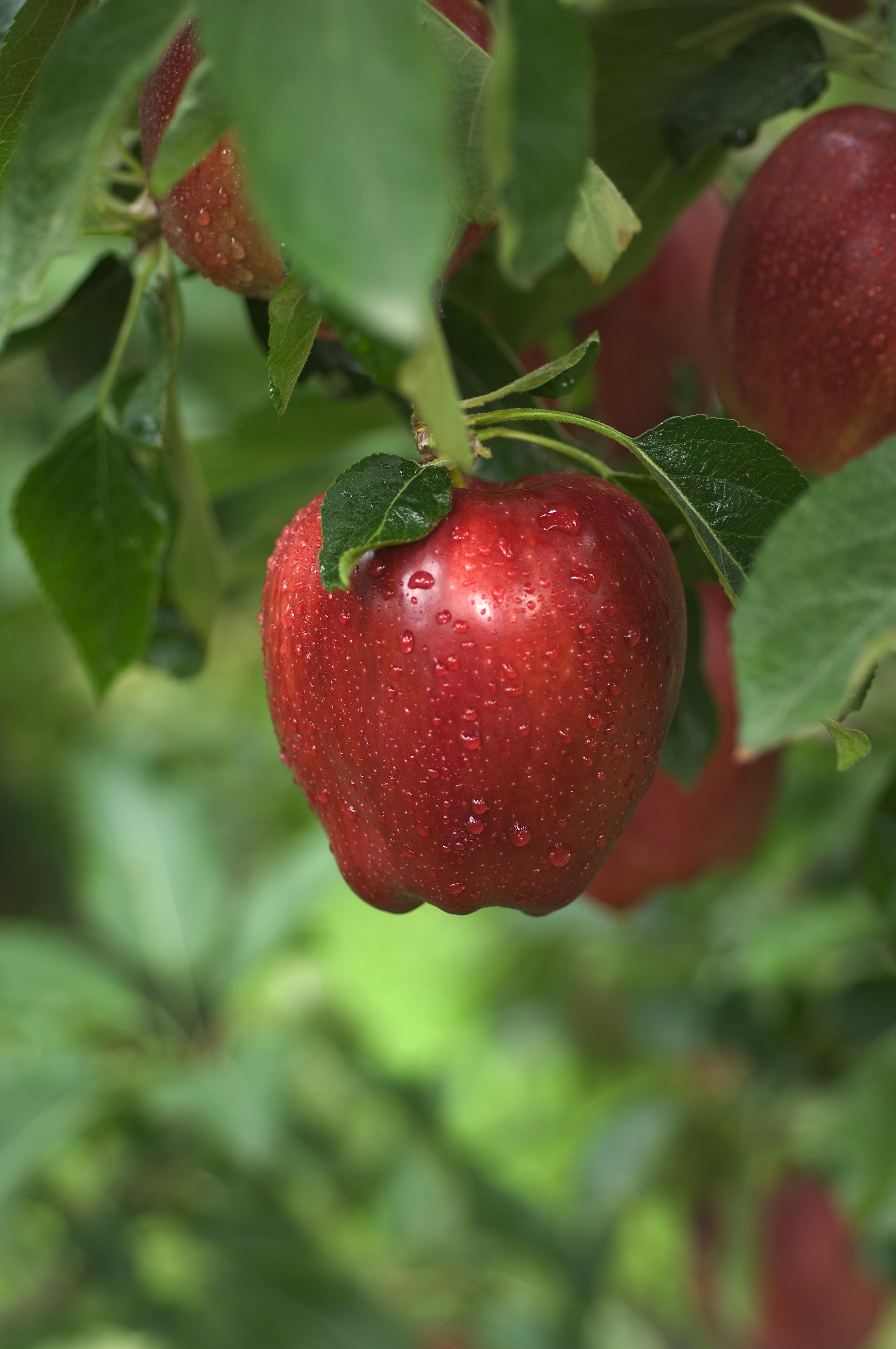 Red Delicious on the tree