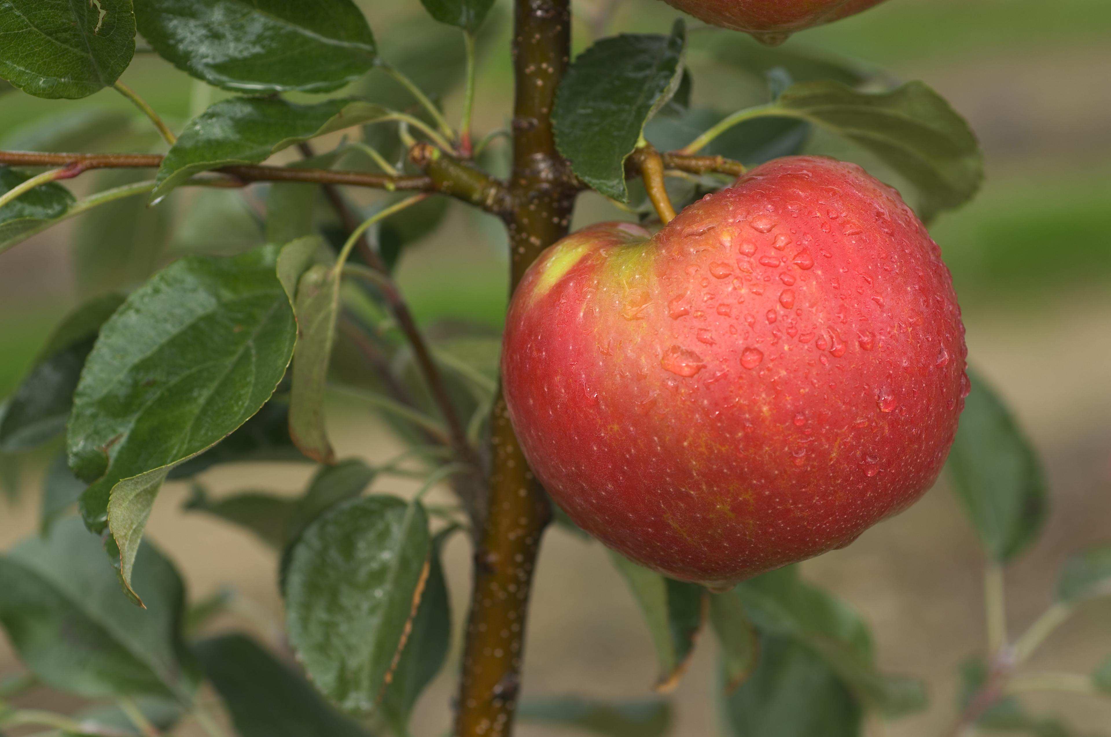 Honeycrisp on the tree