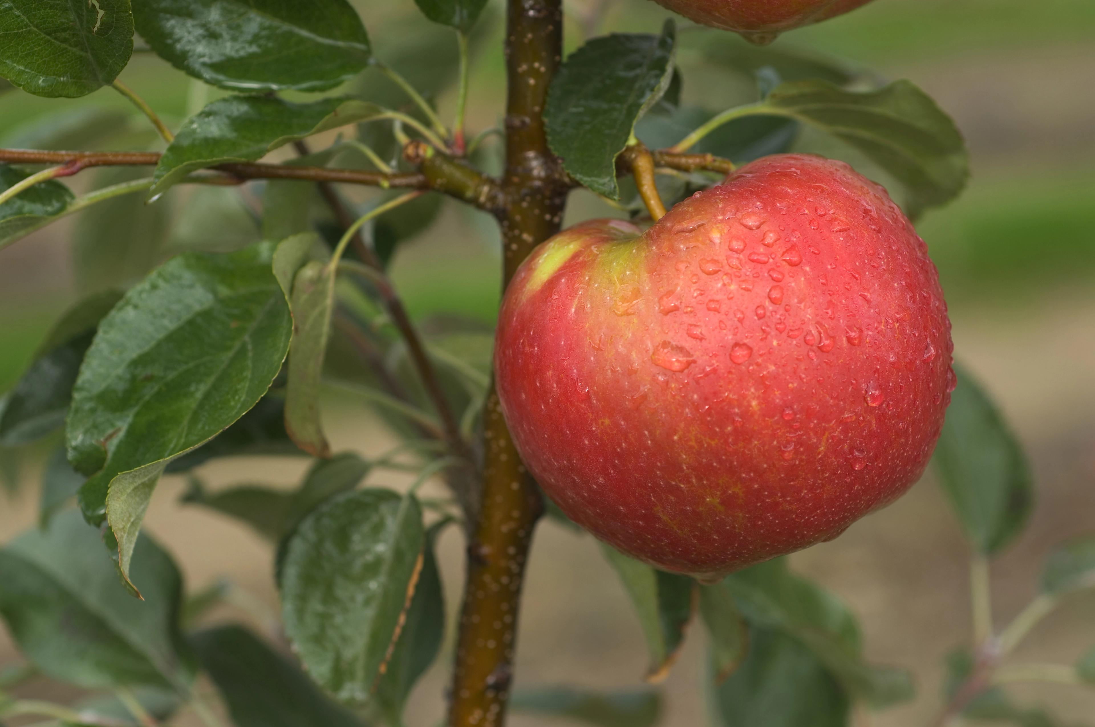 Honeycrisp on the tree