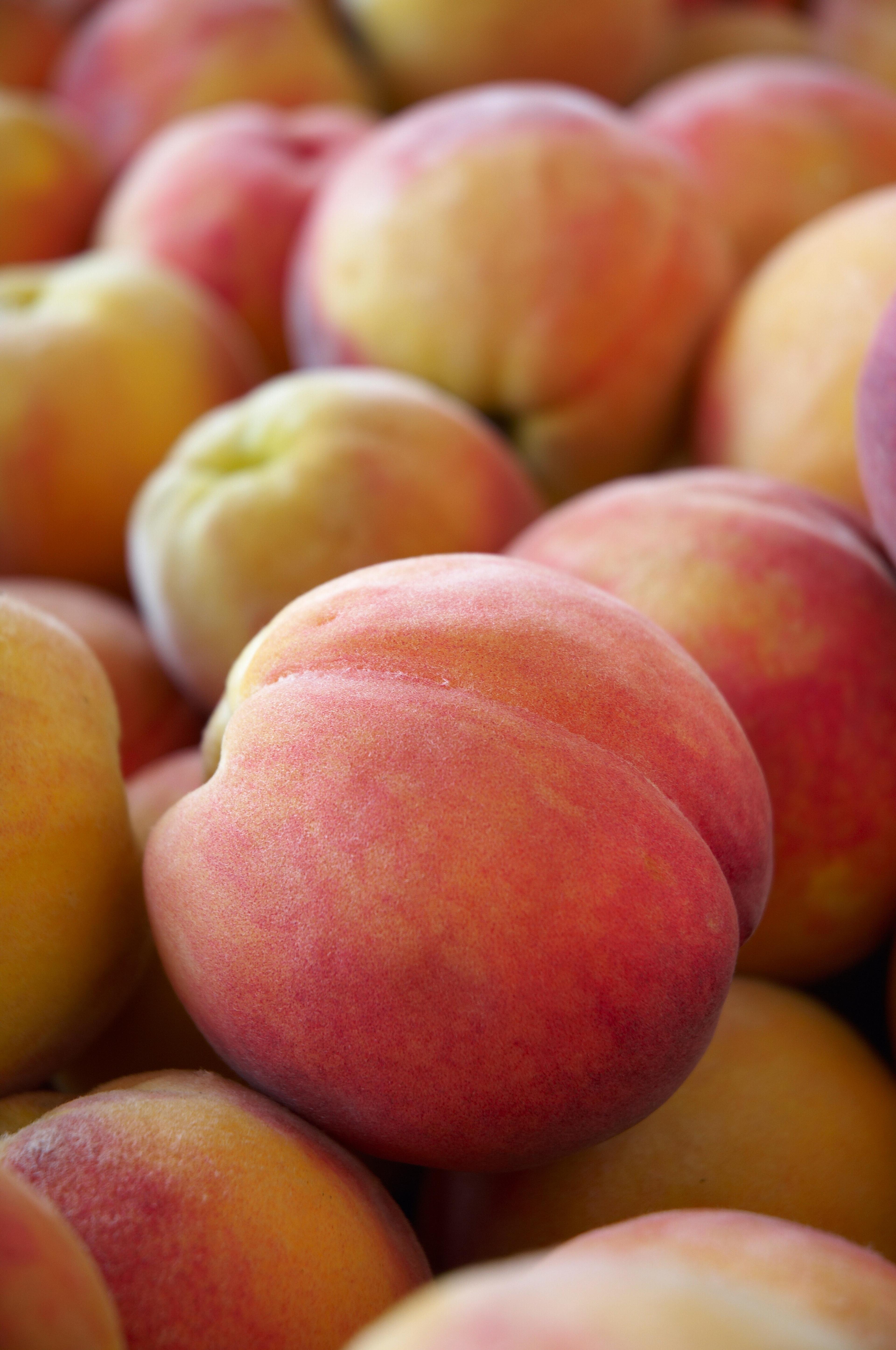 Peaches on the tree