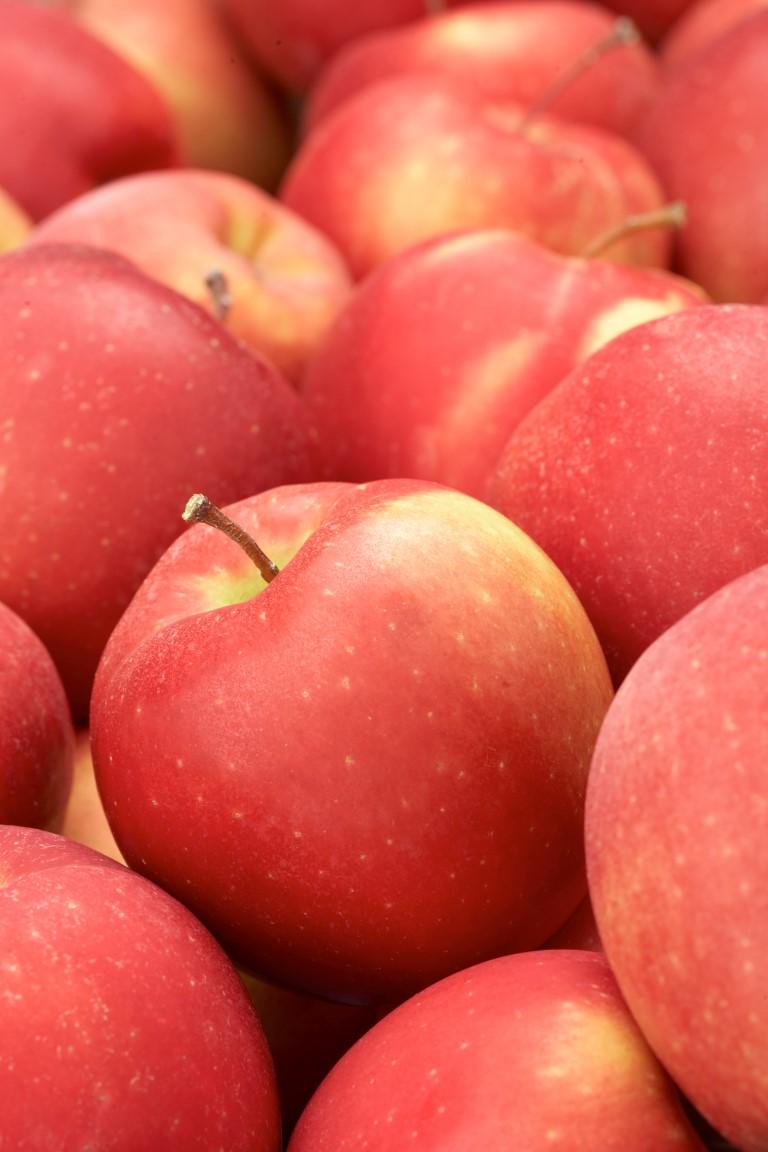 One Tree Without Background Nicola Apples | BC Tree Fruits