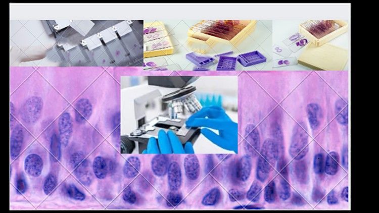 histology fundamentals for medical students 