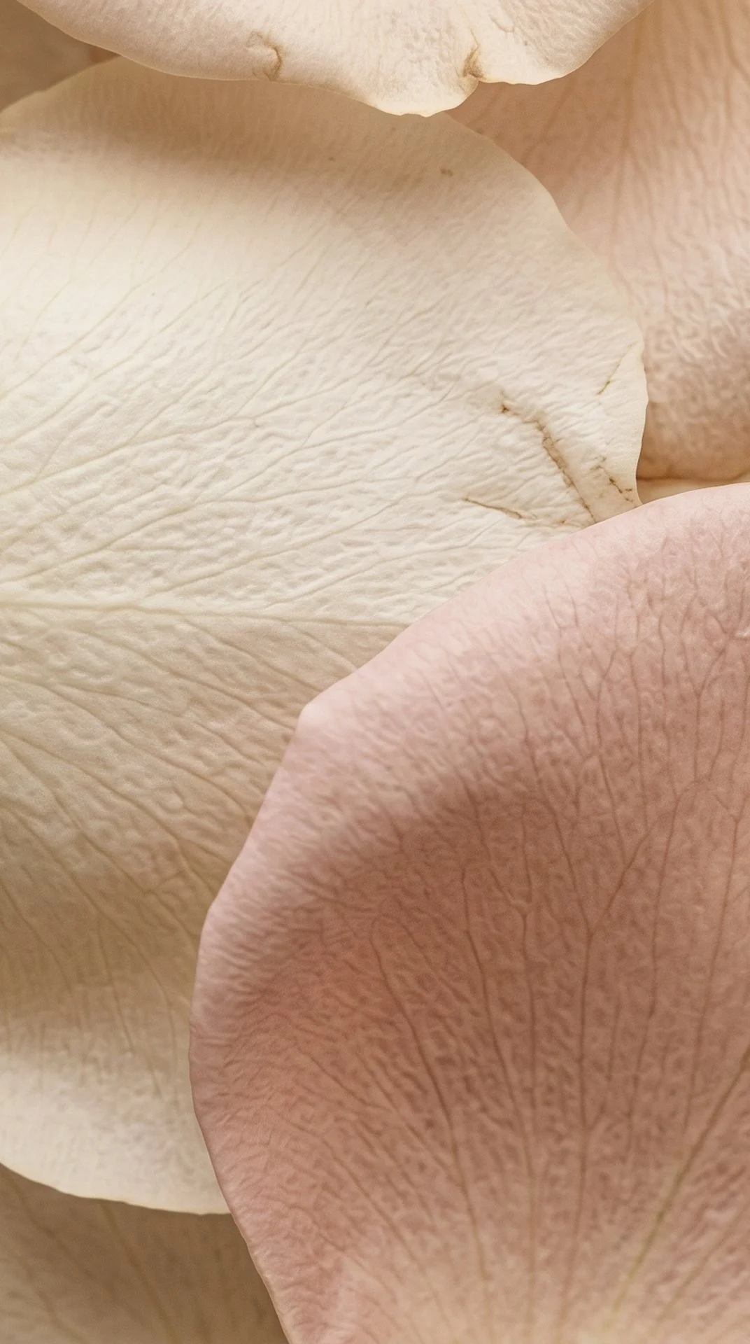 Luminous even-toned skin in soft natural light