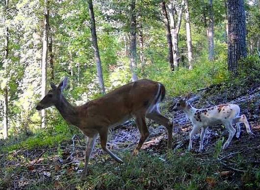 A rare piebald whitetail deer fawn follows its mother in Jefferson Co., AL