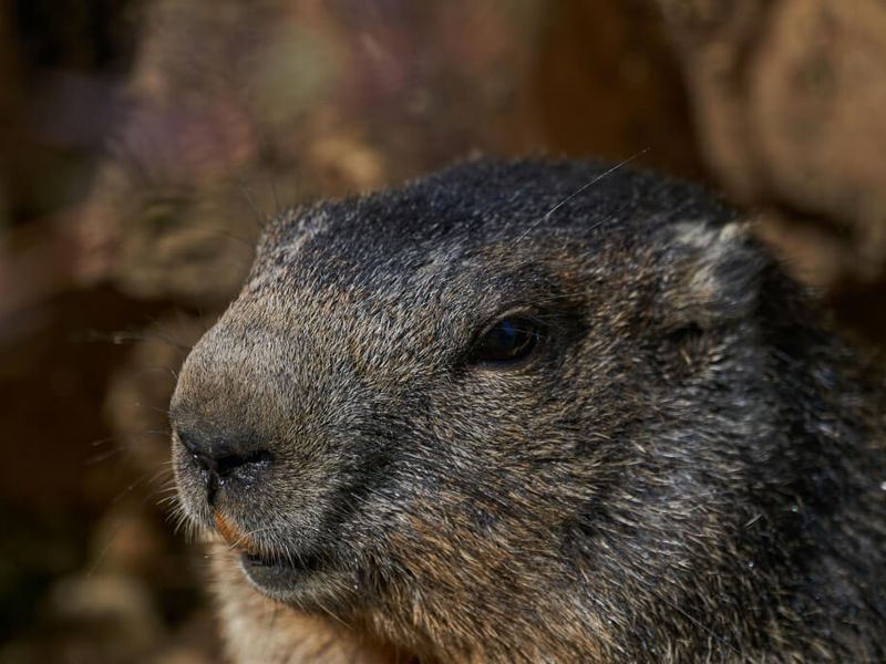  АНУ:  Алдартай тарвага  Панксатони Фил, өвөл дахин зургаан долоо хоног ургэлжилнэ хэмээн урьдчилан таамаглав