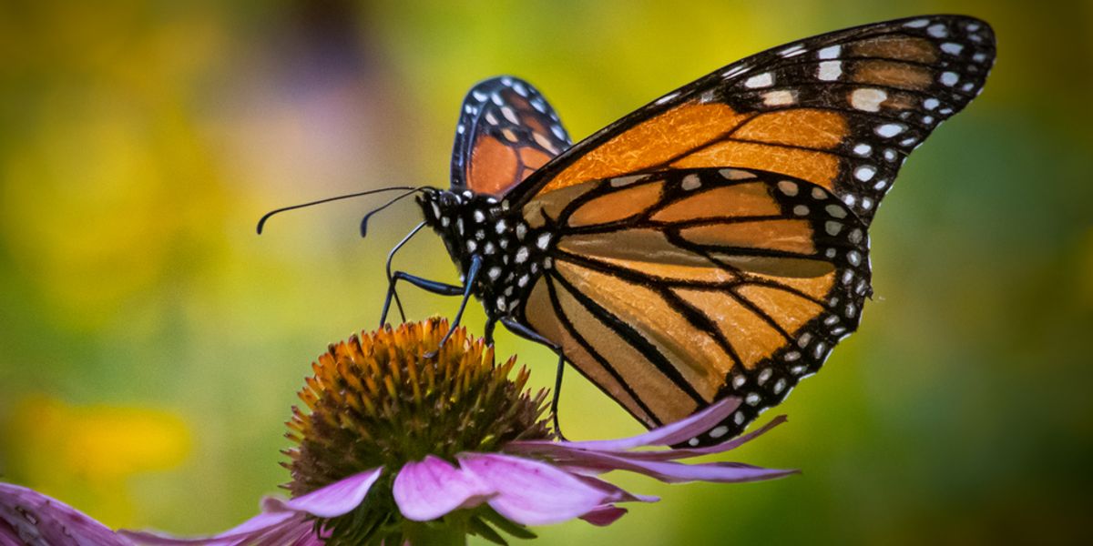 Хаан эрвээхэйн Калифорнид ирдэг нүүдлийн гайхалтай үзэгдлийг хаана харж болох вэ?