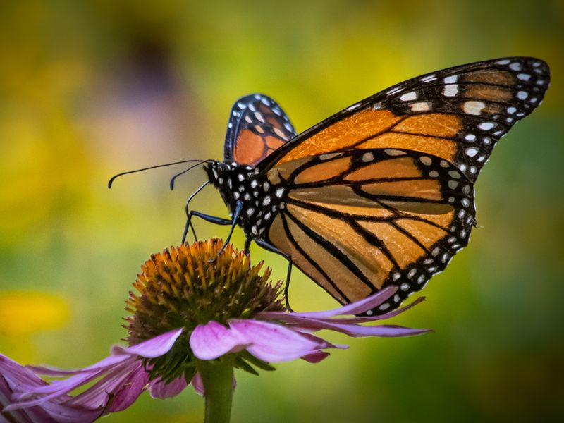 Хаан эрвээхэйн Калифорнид ирдэг нүүдлийн гайхалтай үзэгдлийг хаана харж болох вэ?