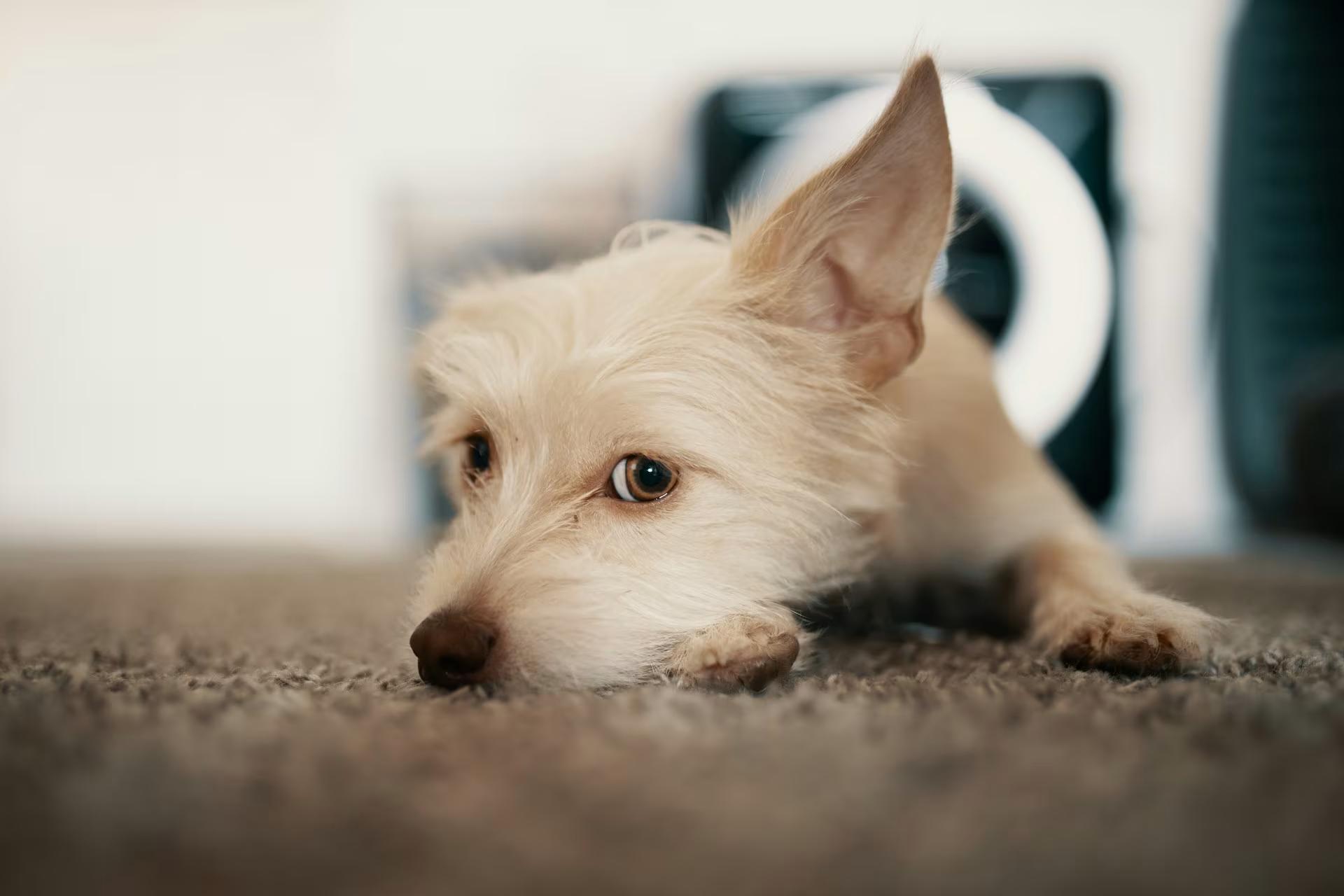 Pet Urine & Odour Removal: Why the Smell Keeps Coming Back, What Actually Removes It, and What It Costs in Melbourne