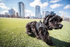 A photograph of a small black dog