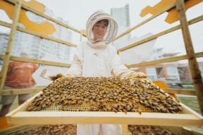A photograph of a beekeeper holding a beehive frame full of honey and bees