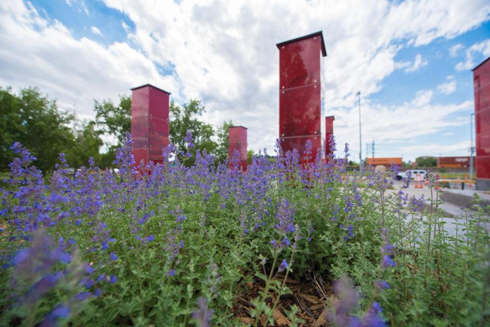 The five large sentinels in the background and purple flowers in the foreground