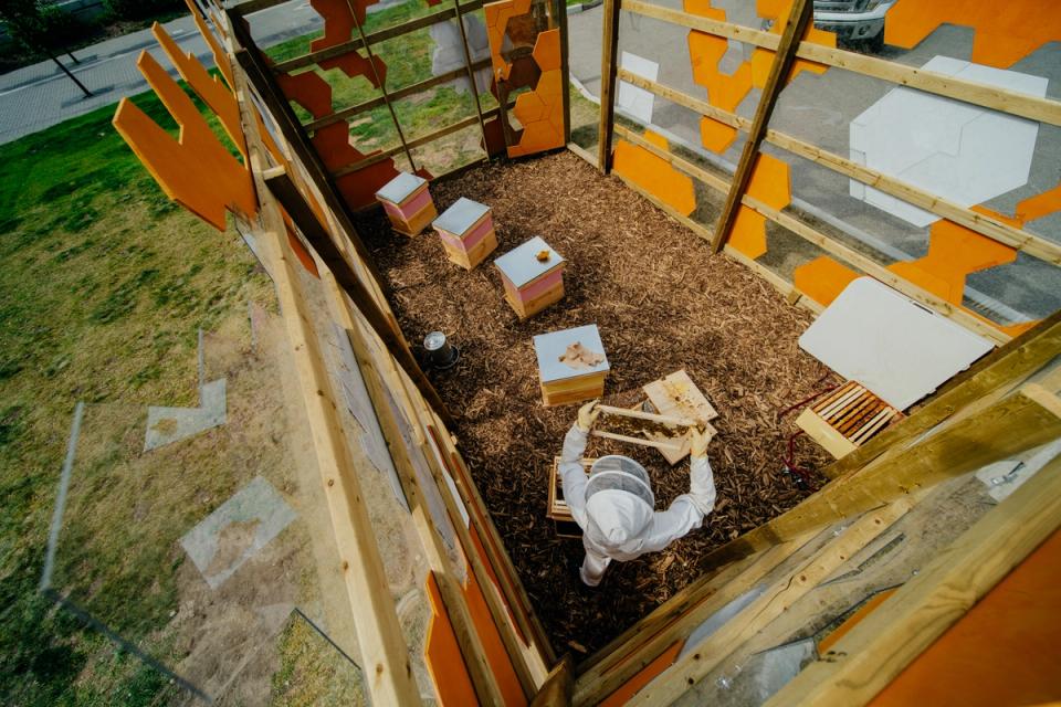 A photograph of a beekeeper in the Hive.