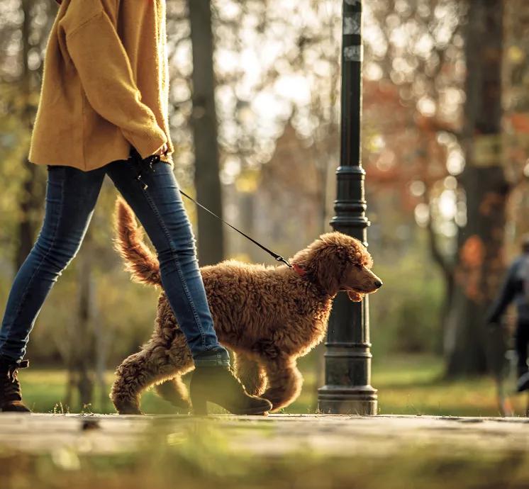 Woman walking a curly-haired dog along a park path