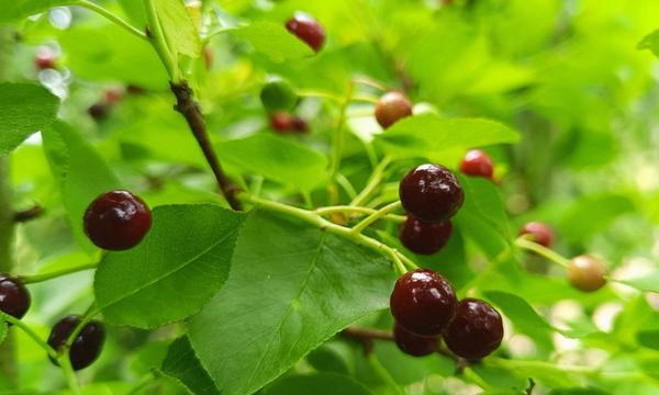Prunus avium: Cerezo Silvestre o Cerezo de los pájaros