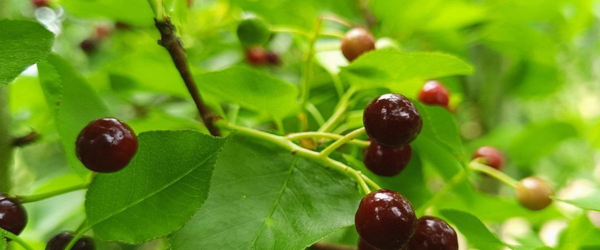 Prunus avium: Cerezo Silvestre o Cerezo de los pájaros