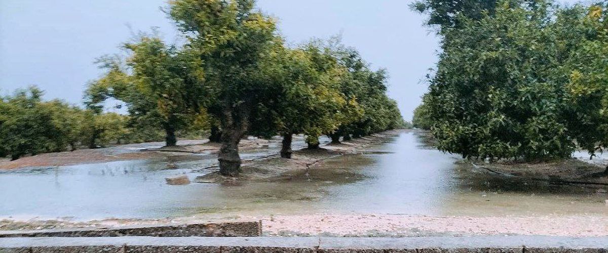 Suelos Vivos vs. Herbicidas: Cómo la Agricultura Regenerativa Salva el Agua