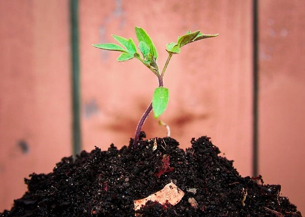 [Productive Hobbies] Composting: Turning Waste into Black Gold (Part 3)