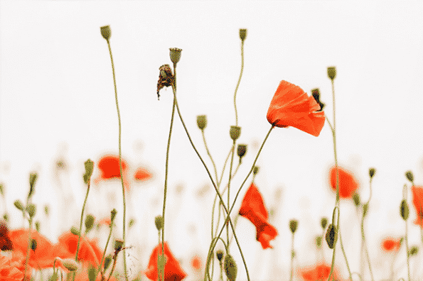 Parents, Let’s Stop Yelling! Effective Tips to Help You Stop Yelling at Your Kids