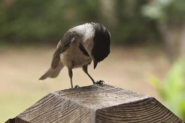 [Parenting Lessons from Surah Luqman – Part 6]: Instilling Humbleness In Children