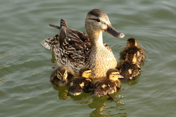 Dispelling Myths About UnProductive Mums!