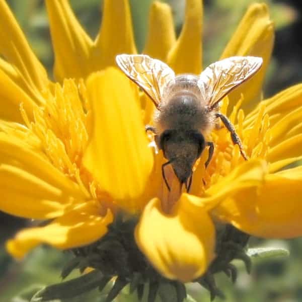7 Great Life Lessons that Honeybees Teach Us